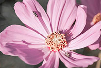 批量发送短信的平台